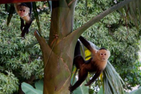 white-faced-capuchins